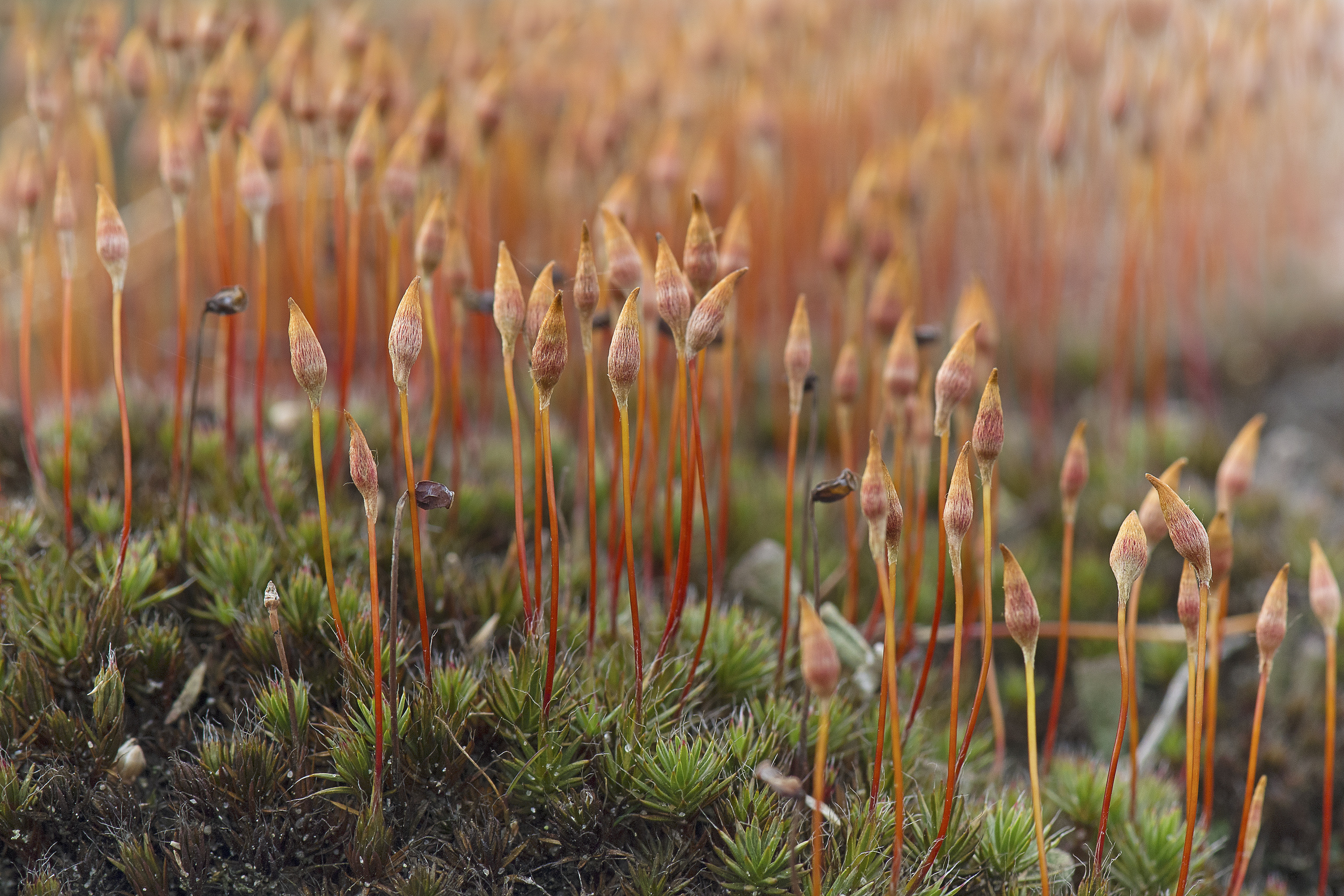 A forest of haircap moss ...