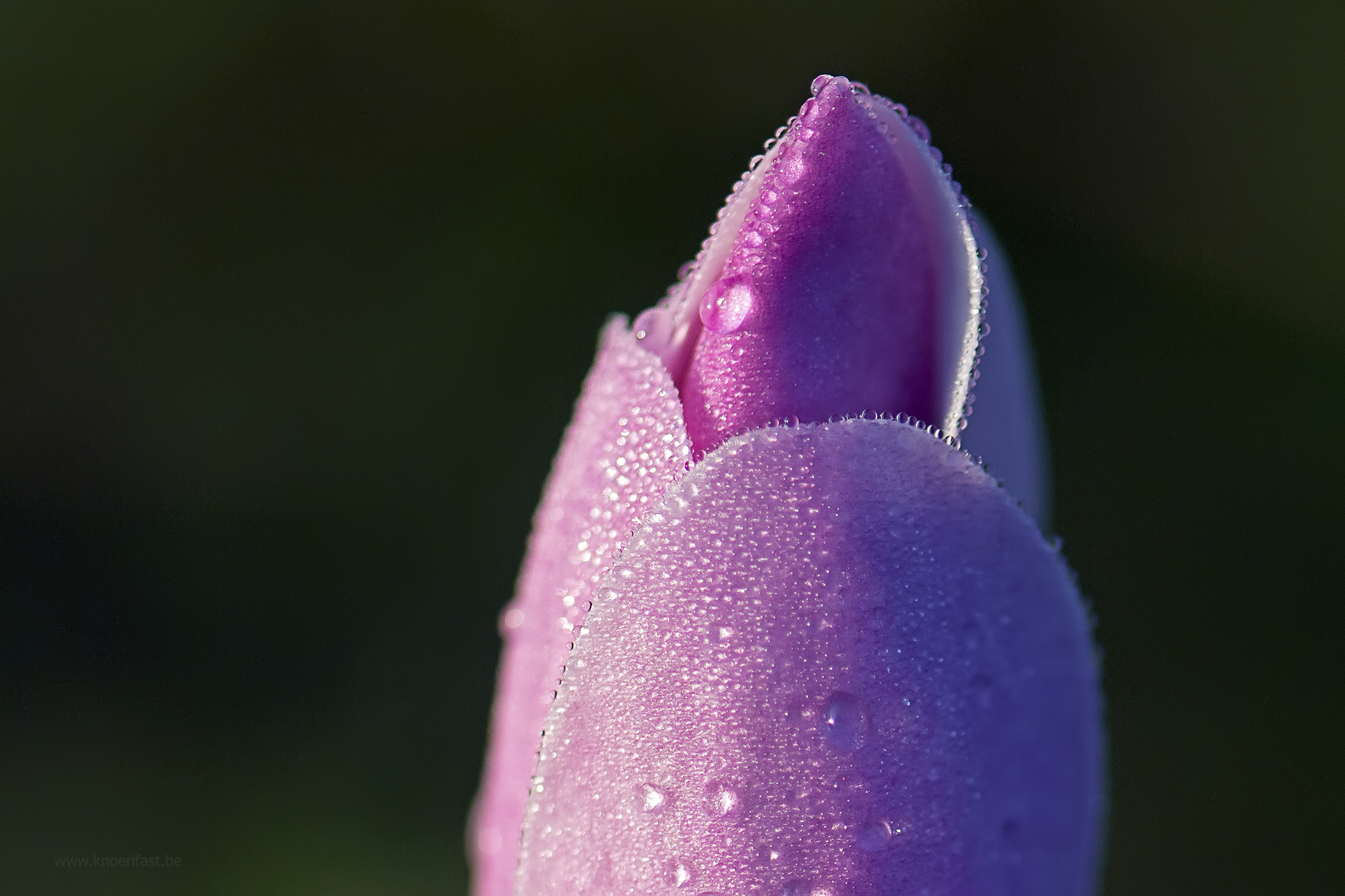 Morning dew on a Magnolia ...