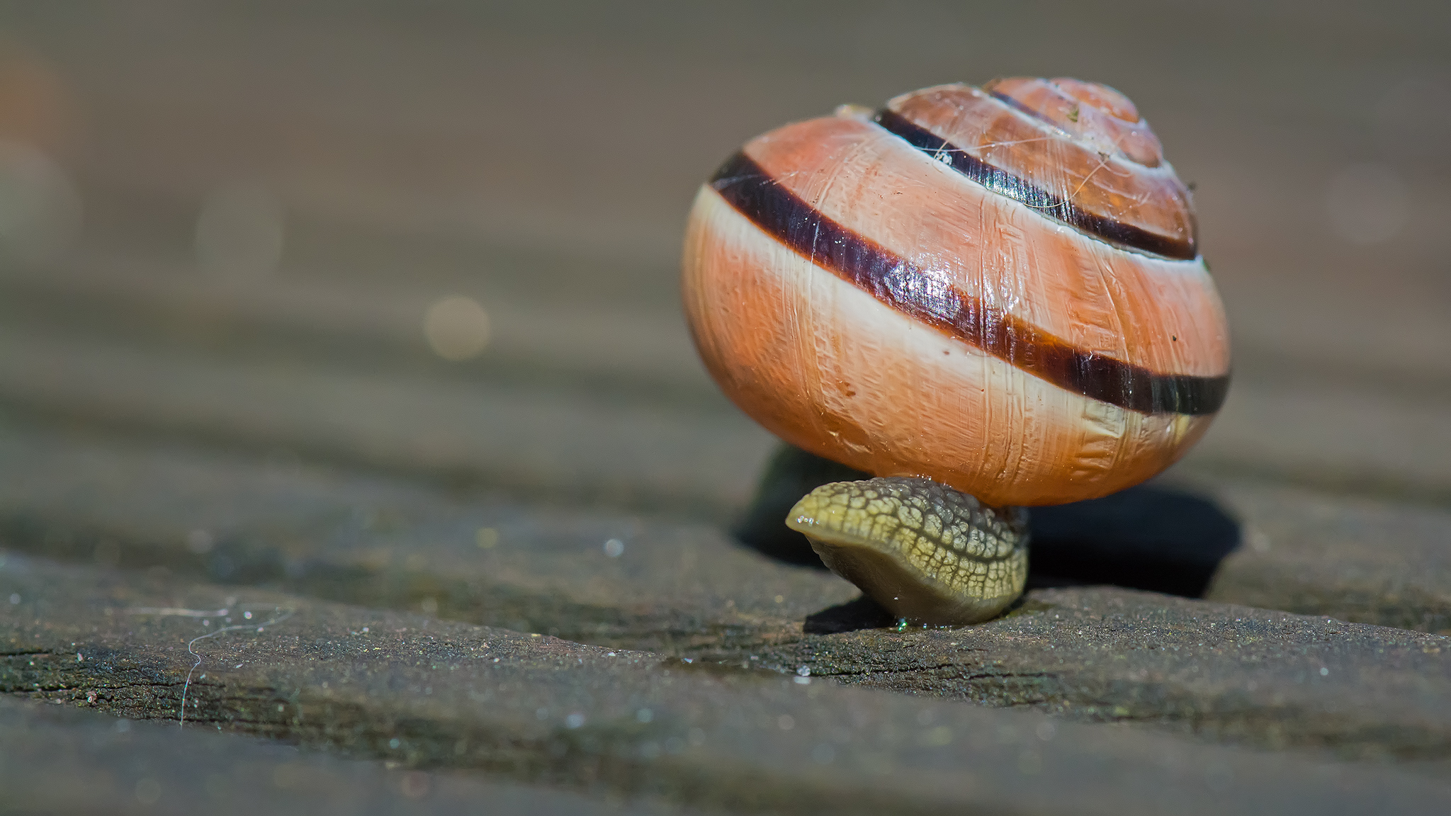 Snails tail ...