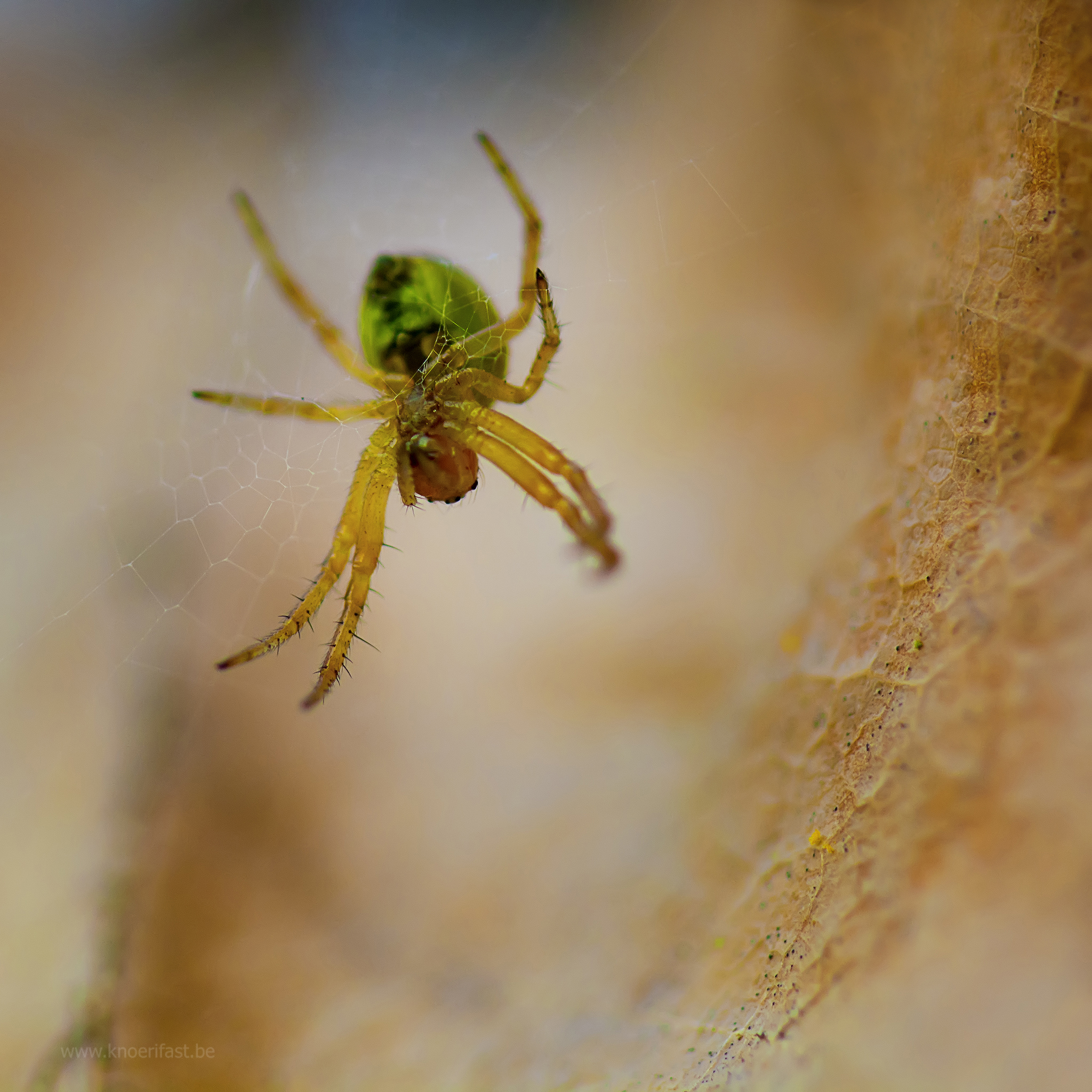 Little green spider, Nigma Walckenaeri ...
