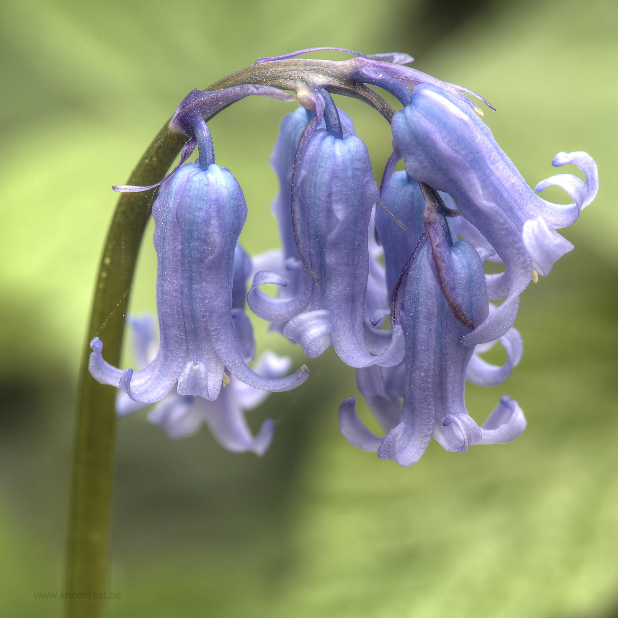 Wild Hyacinth ...