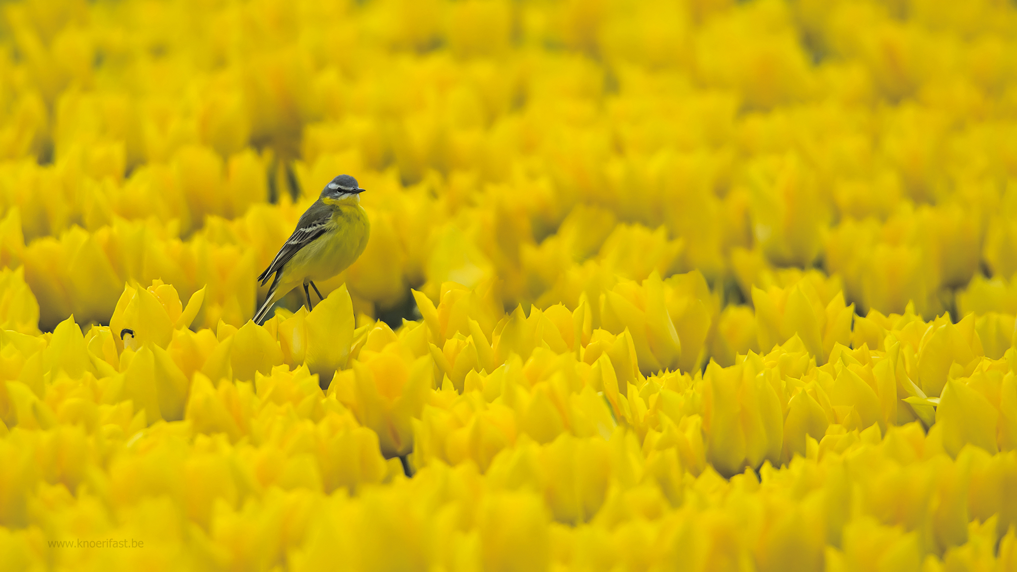 Yellow Wagtail on Yellow Tulips ...