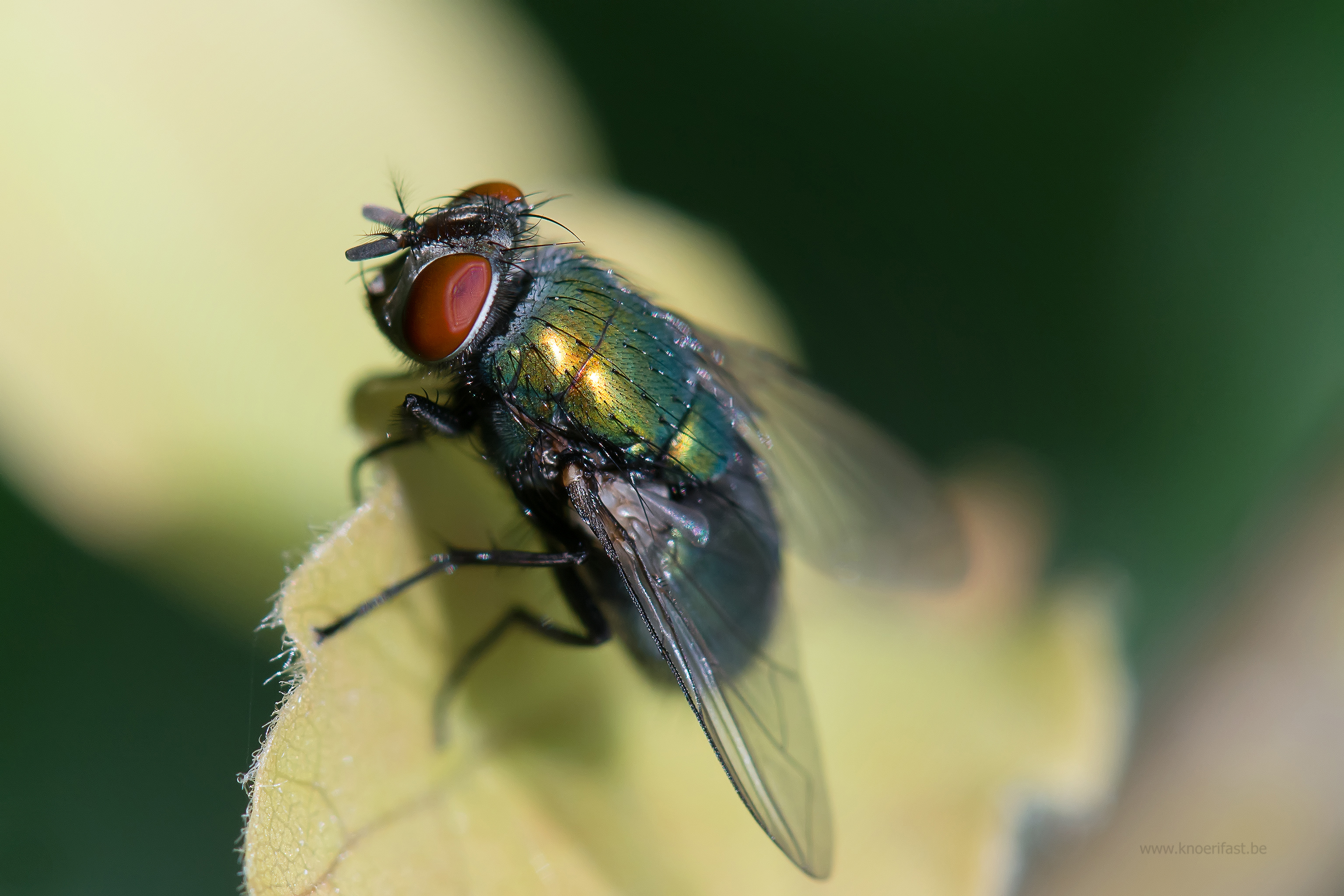 Common green bottle fly ...