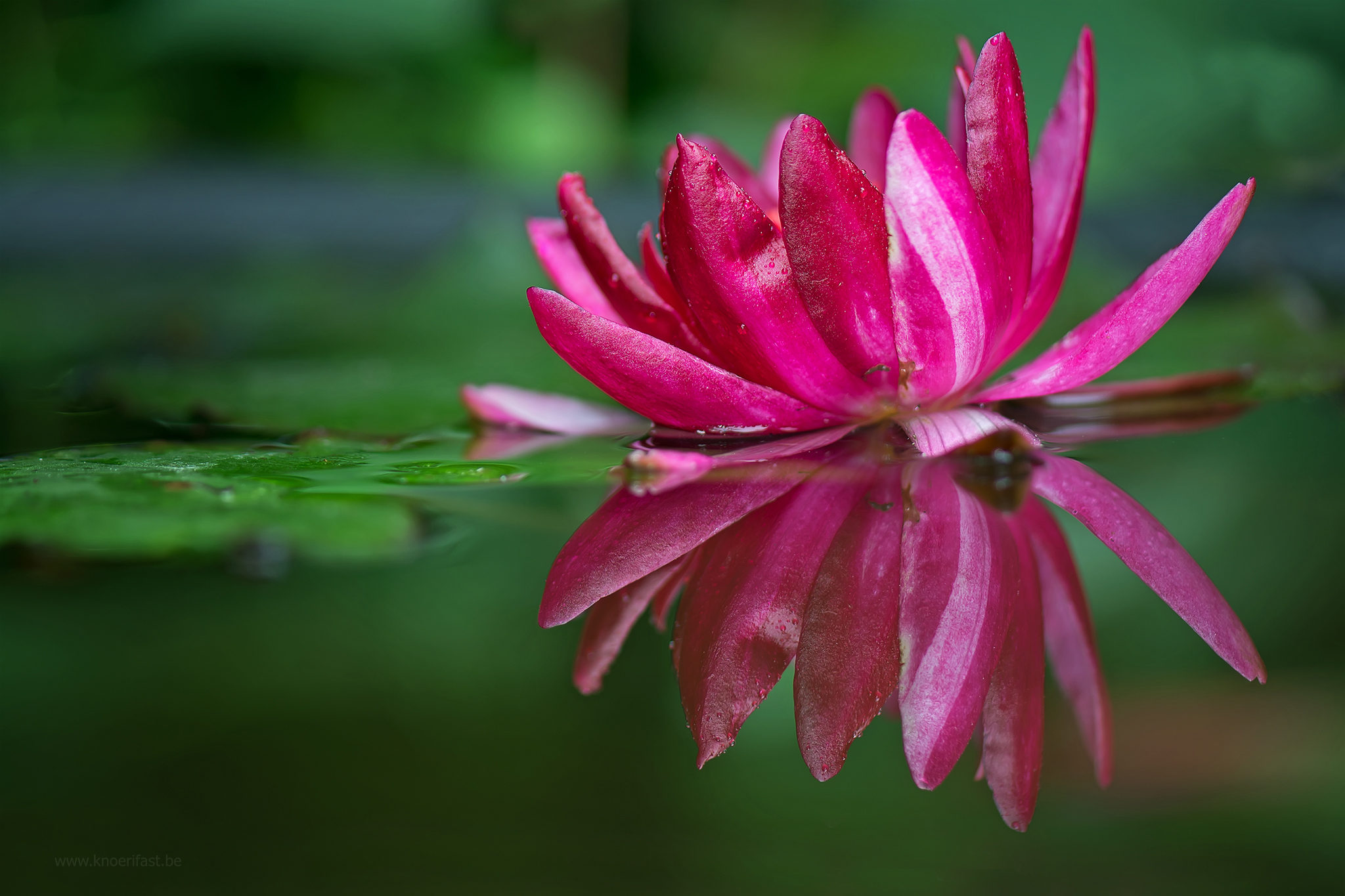 Water Lily ...