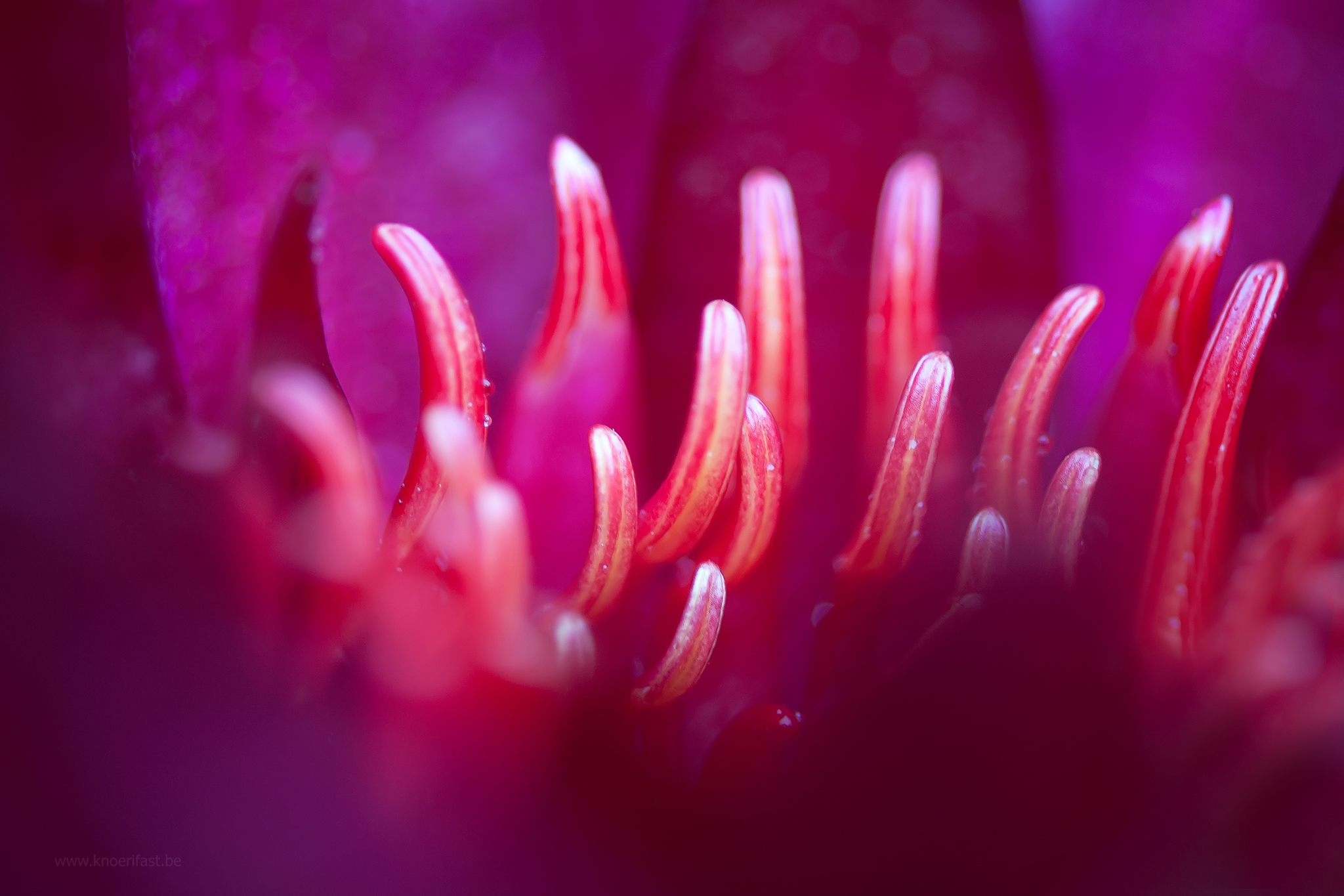 Stamens of a water lily ...