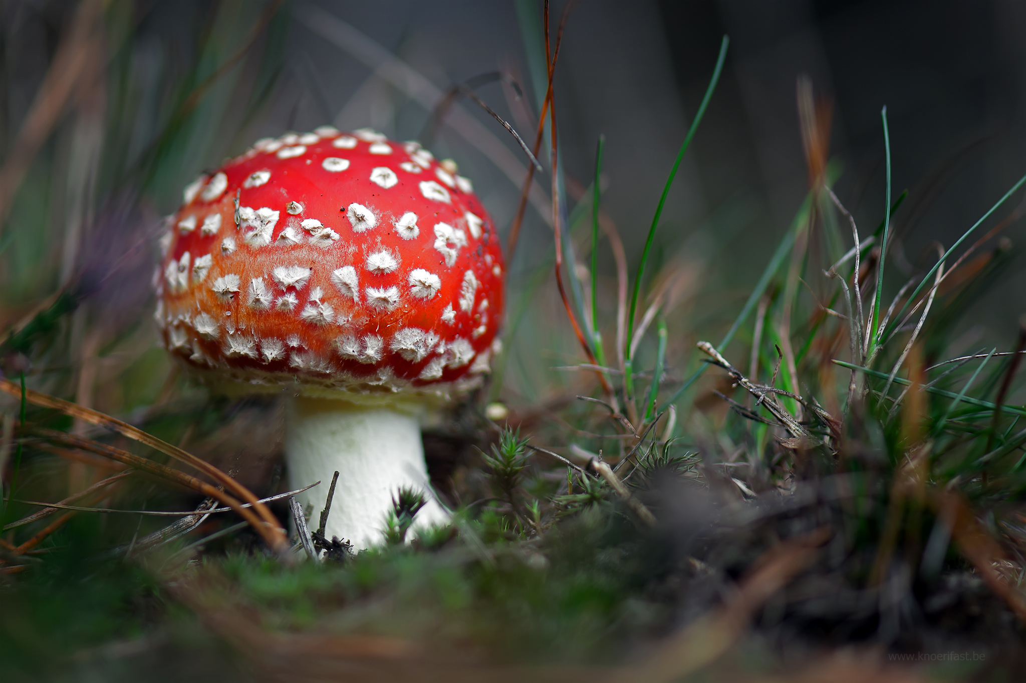 Another mushroom ...