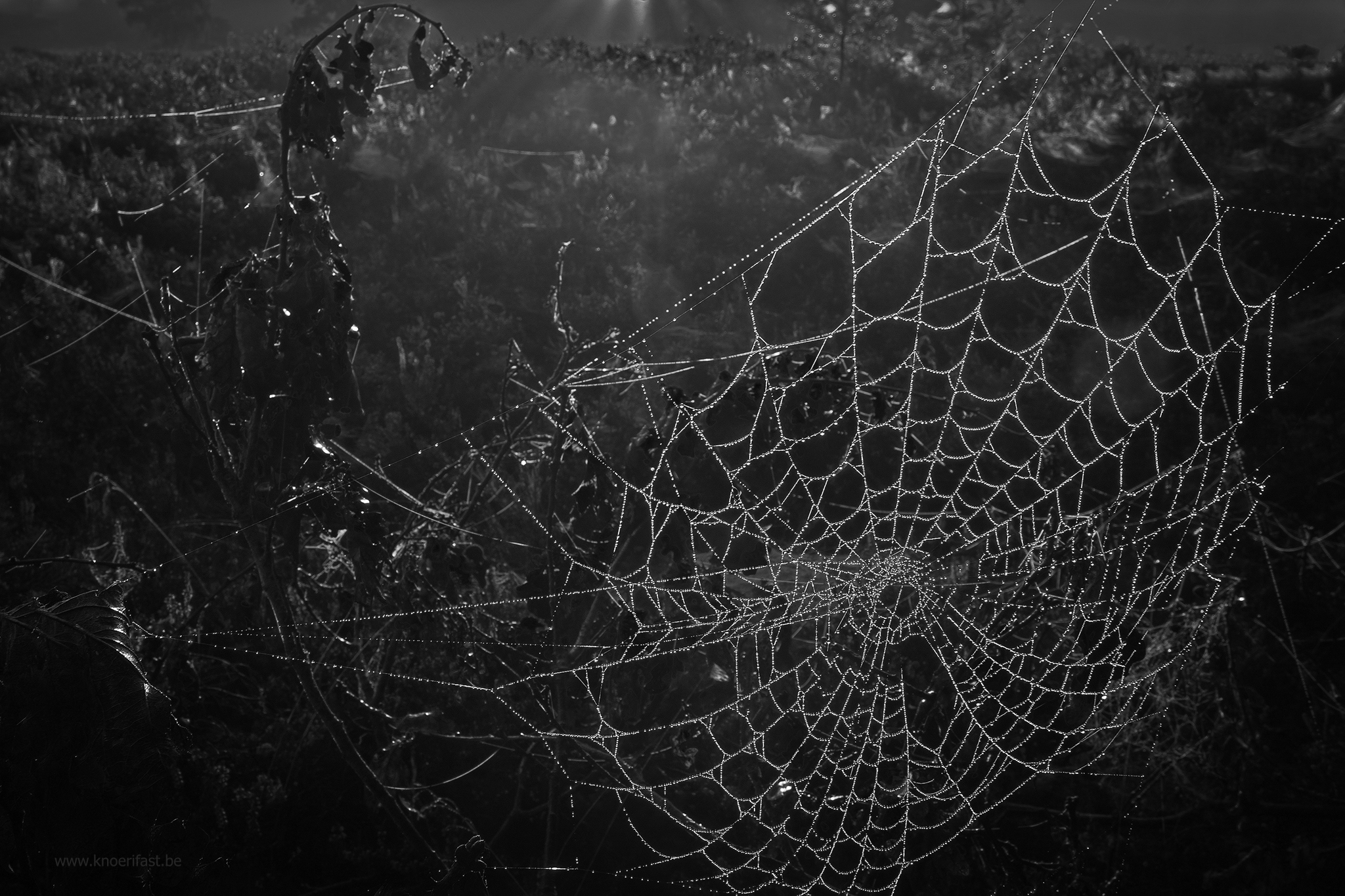 Spider web ...