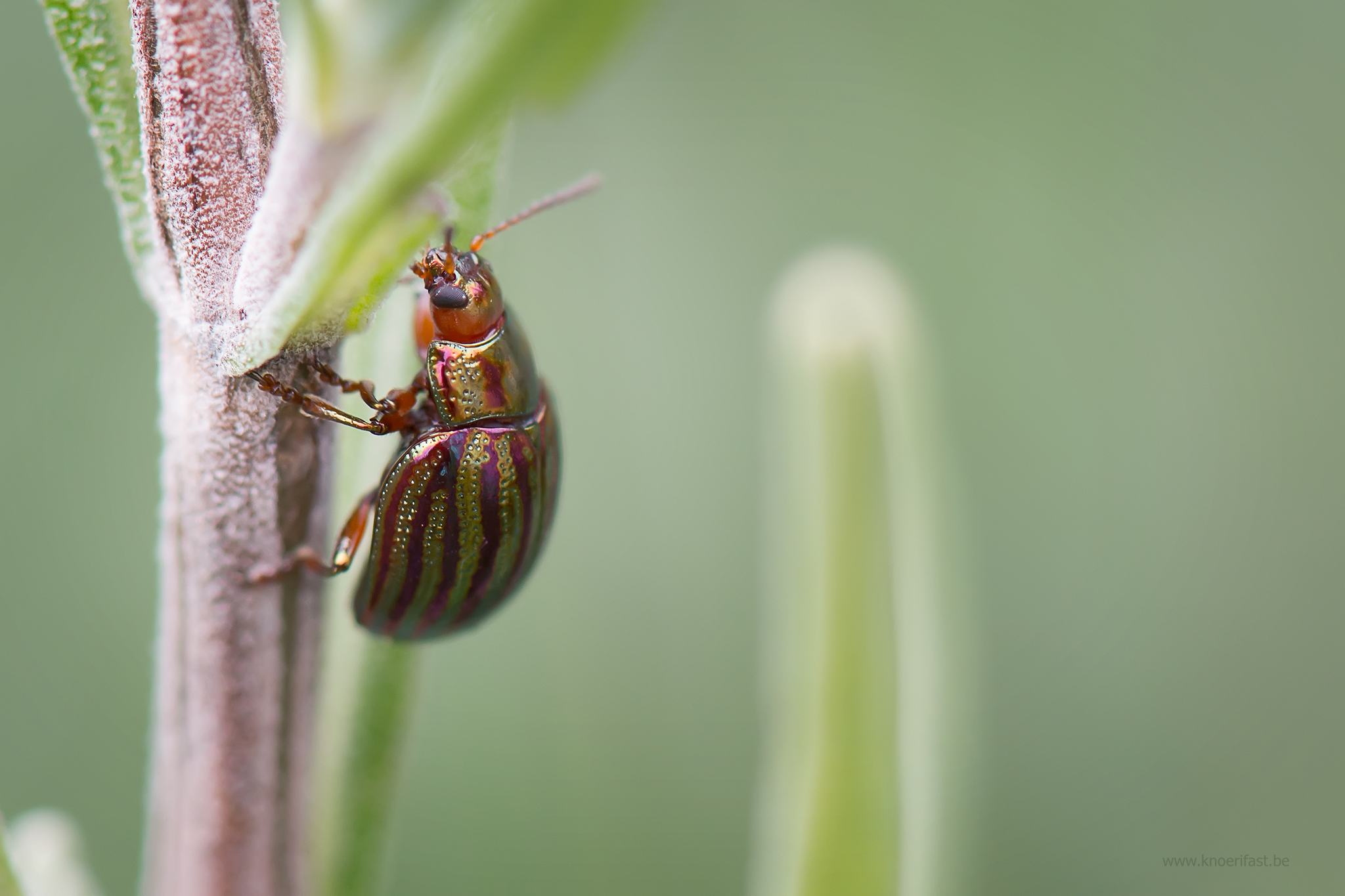 Rosemary beetle ...