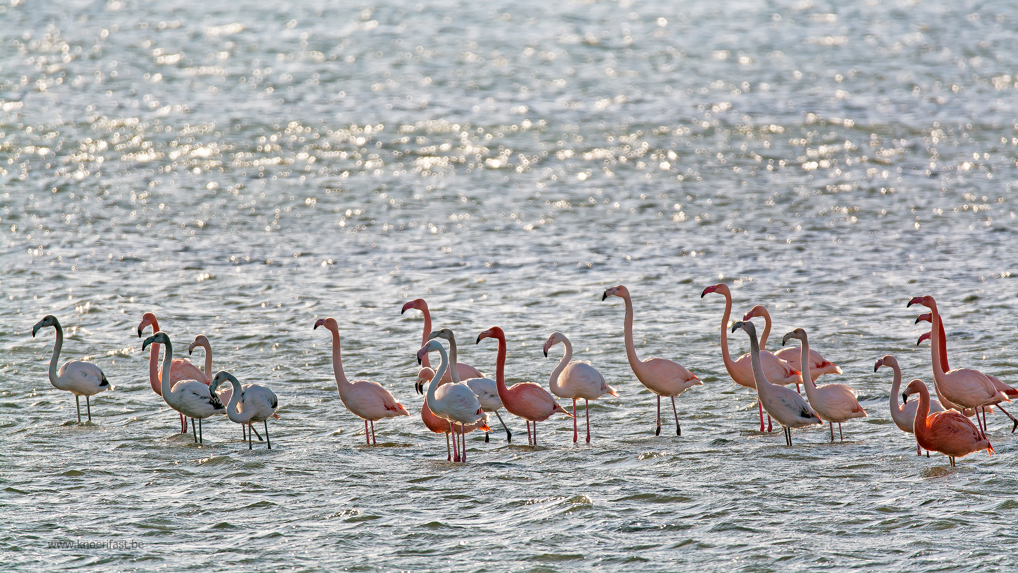 Flamingo's in Holland ...