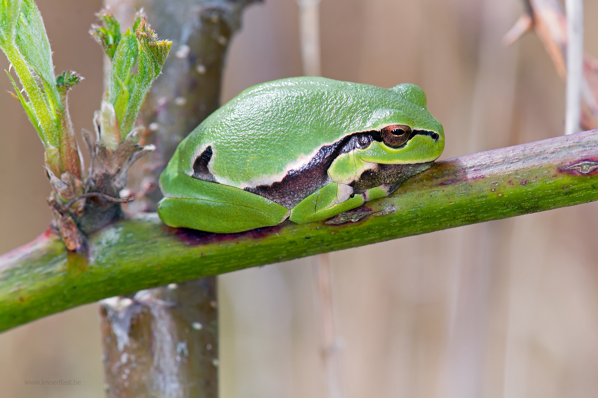 Another tree frog ...