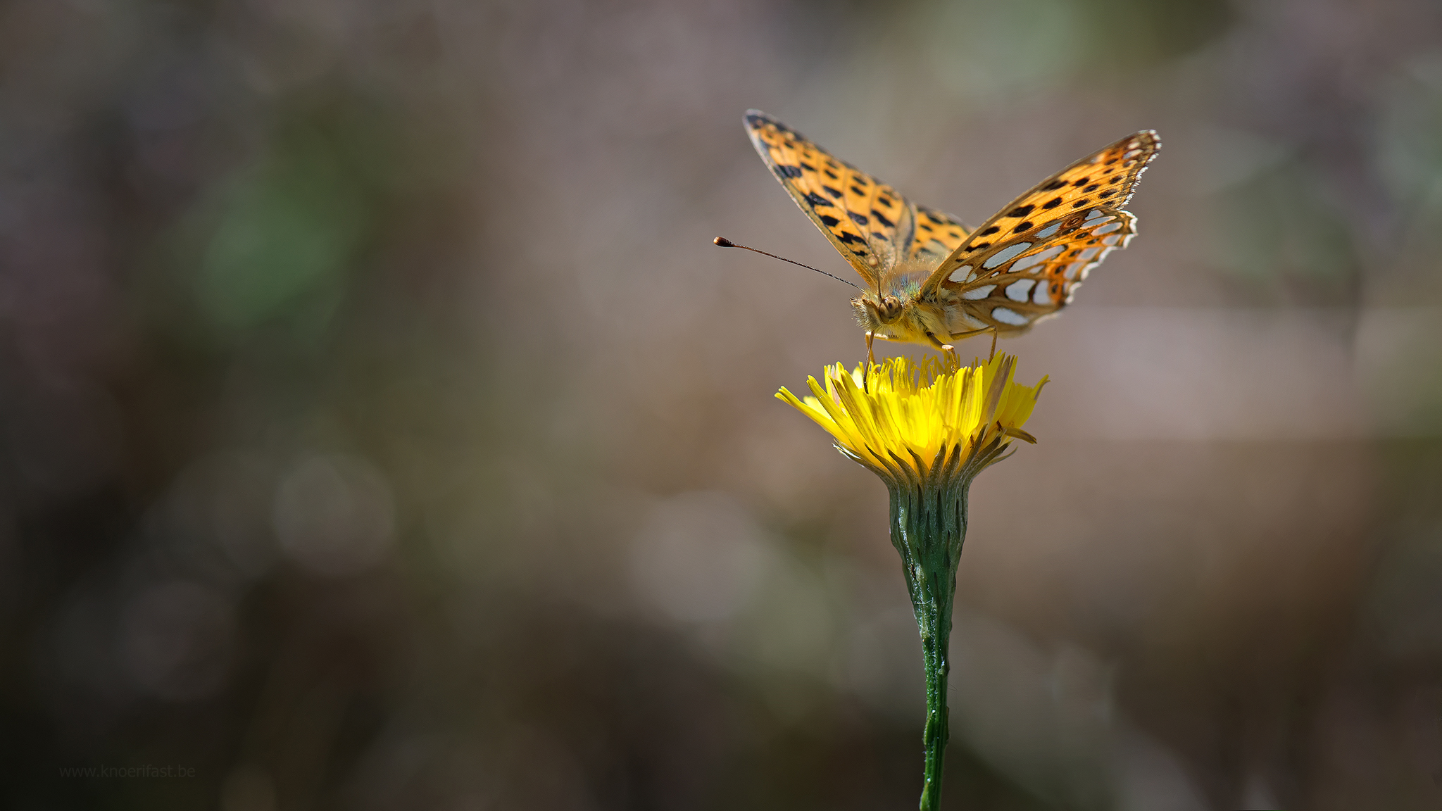The Queen of Spain fritillary ...