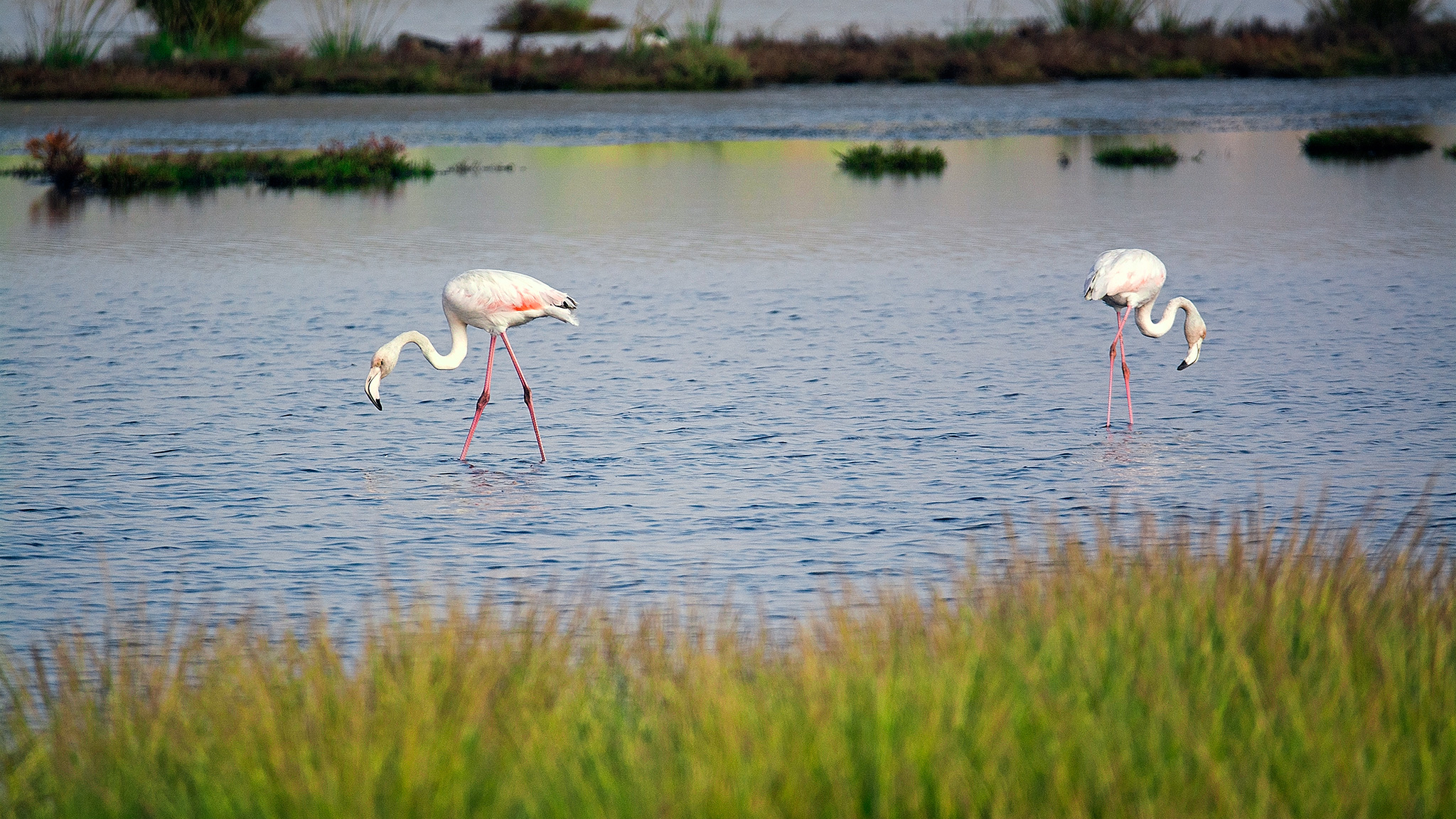 Flamingo's @ Ria Formosa National Park (P) ...