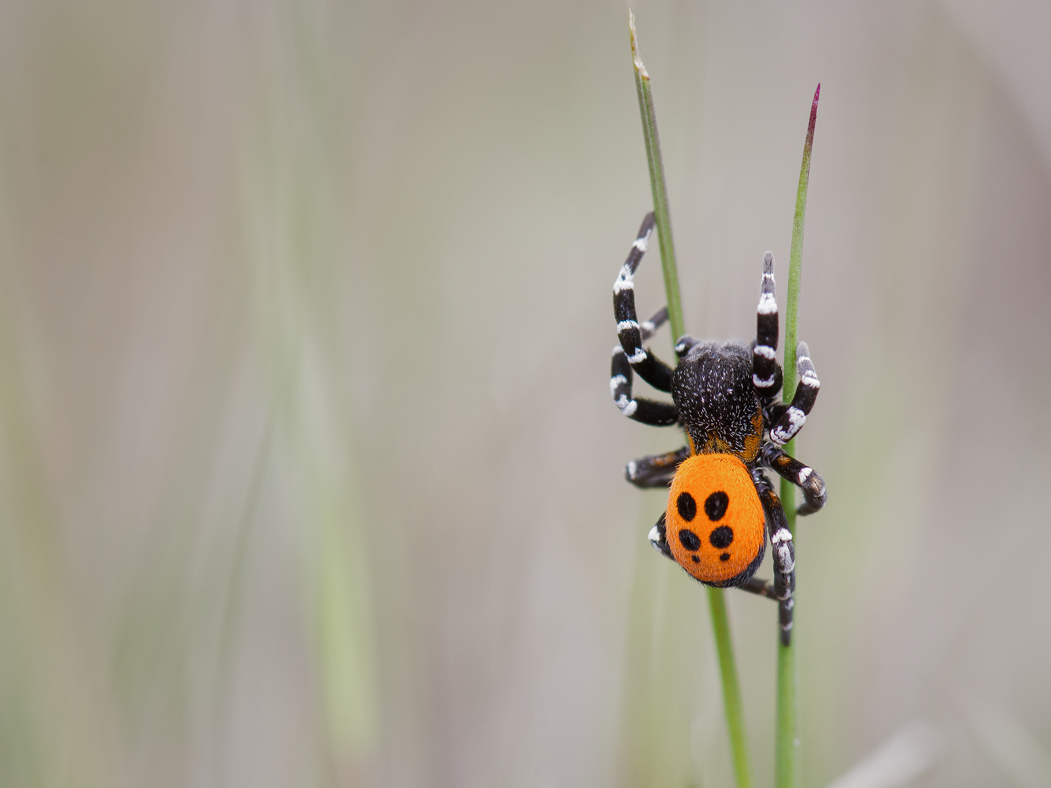 Ladybird Spider ...