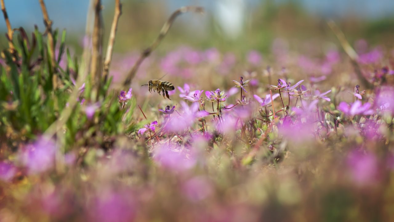 Bee roaming wild flowers ...