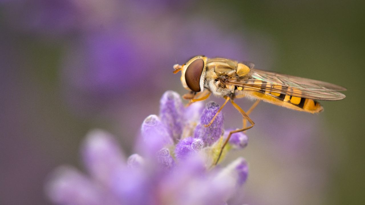 Hover fly on Lavender ...