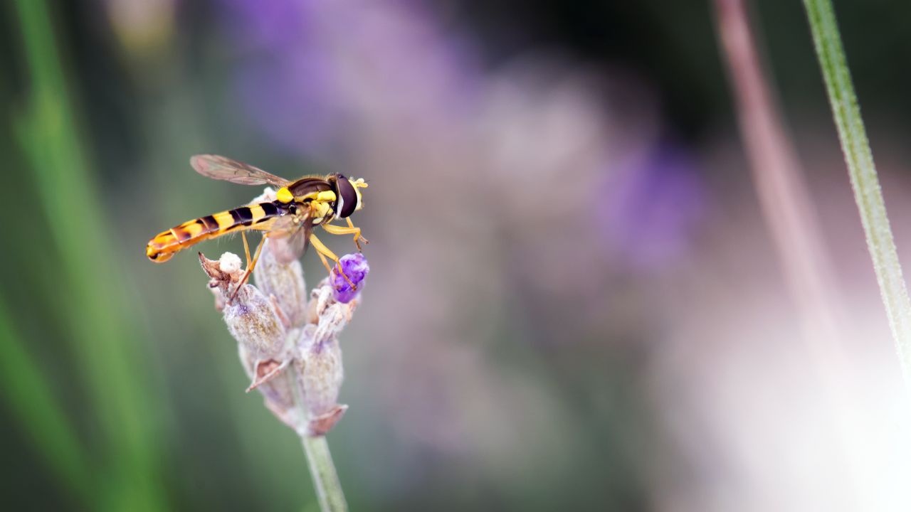 Hover fly ...