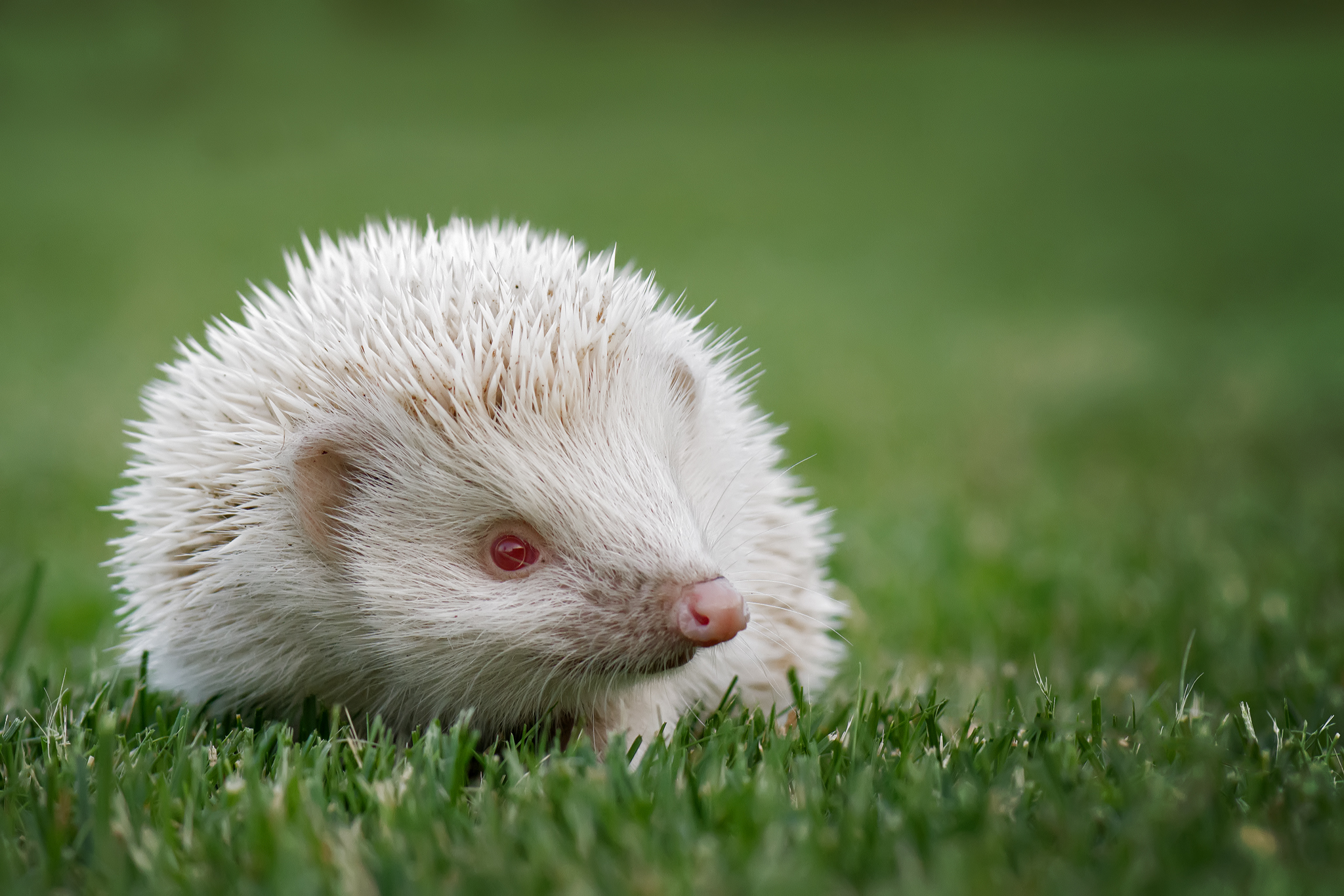 Albino Hedgehog ...