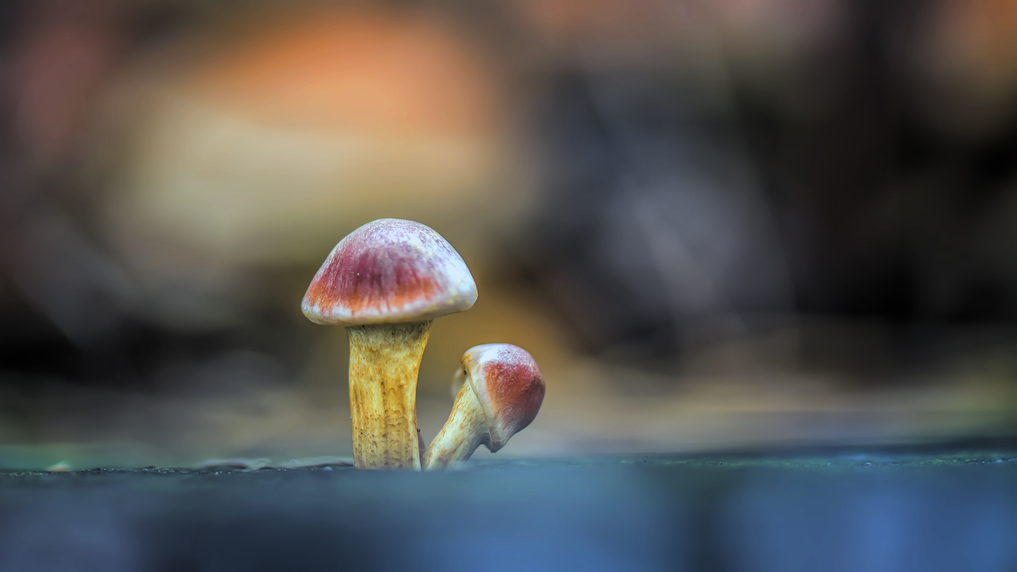 Little mushrooms ...