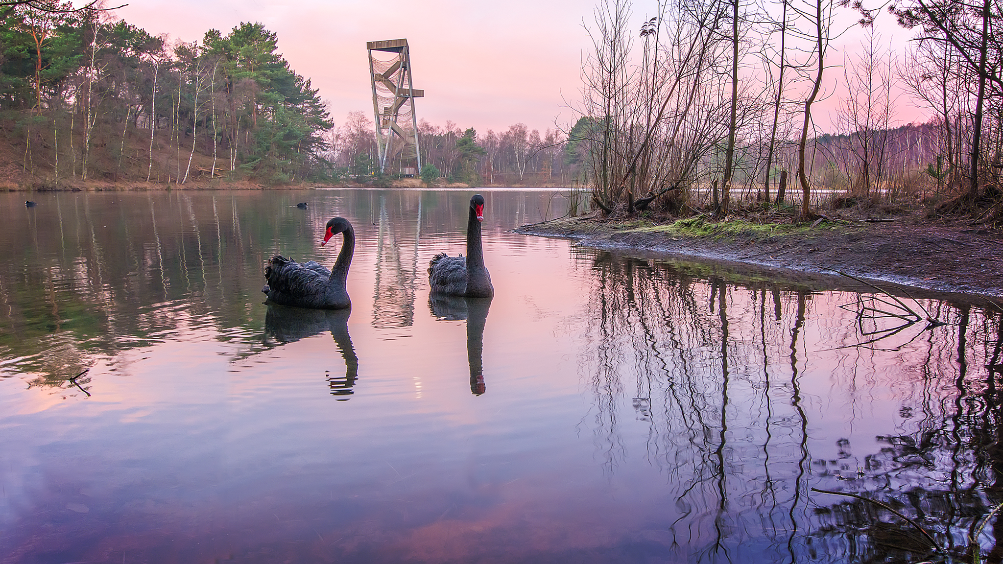 Black Swans ...