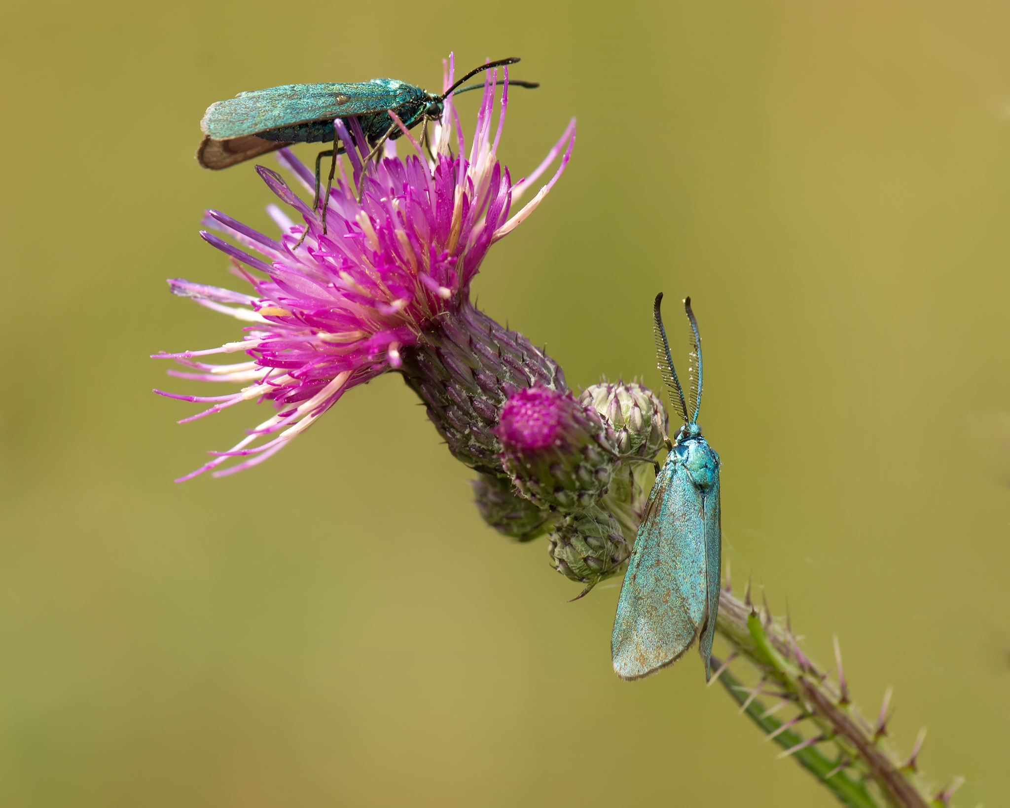 Green foresters on a thistle