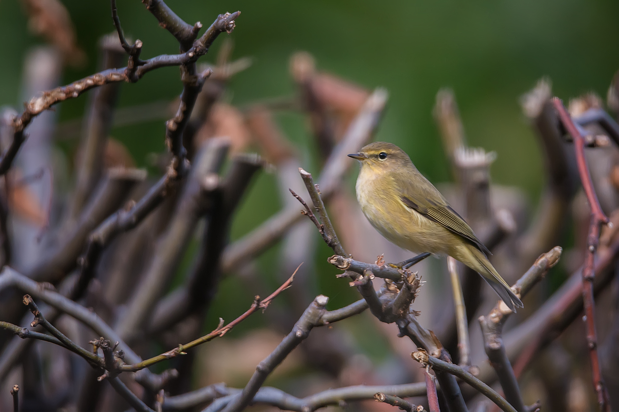 The common chiffchaff