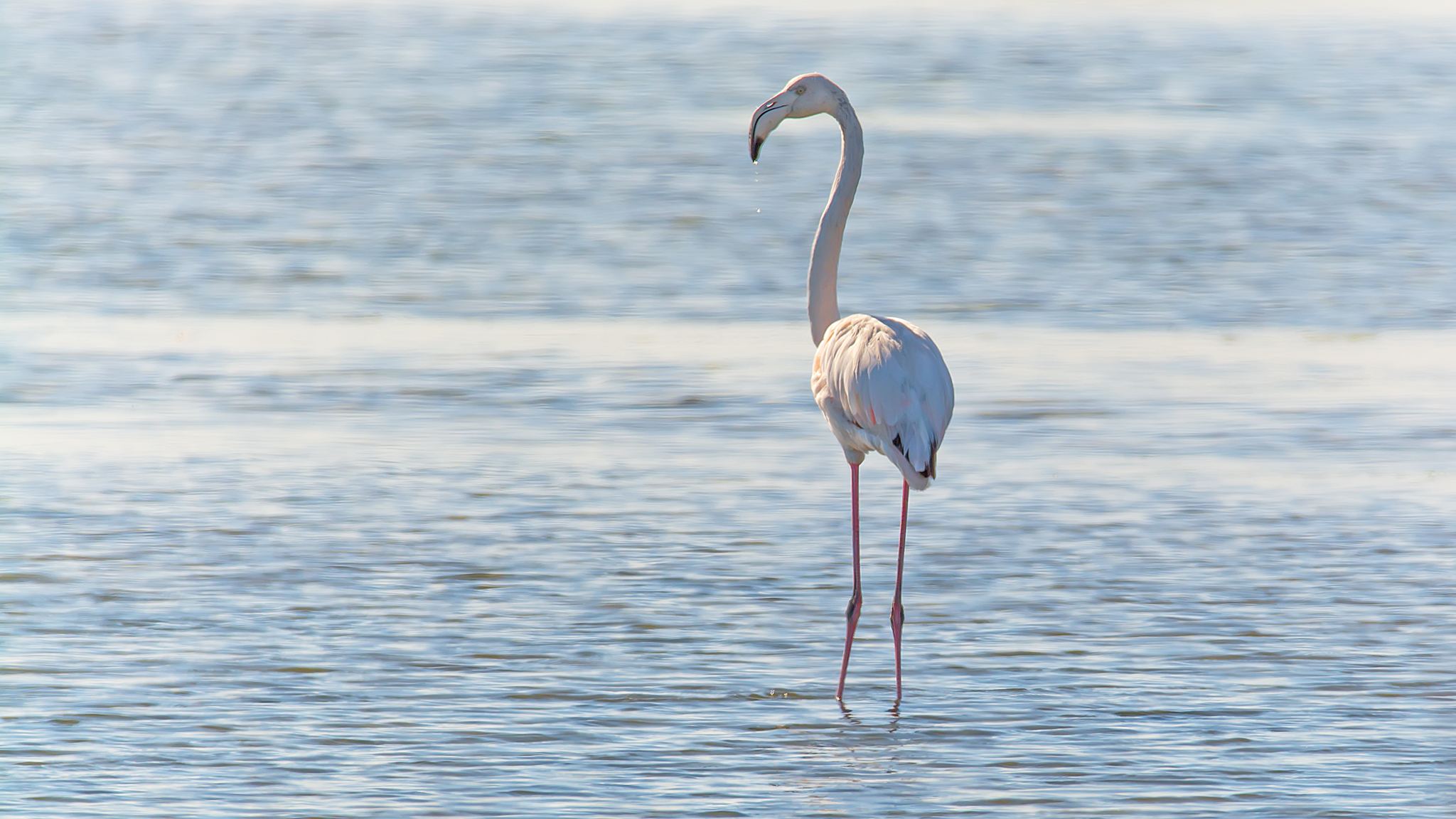 Flamingo in Olhão,  Portugal
