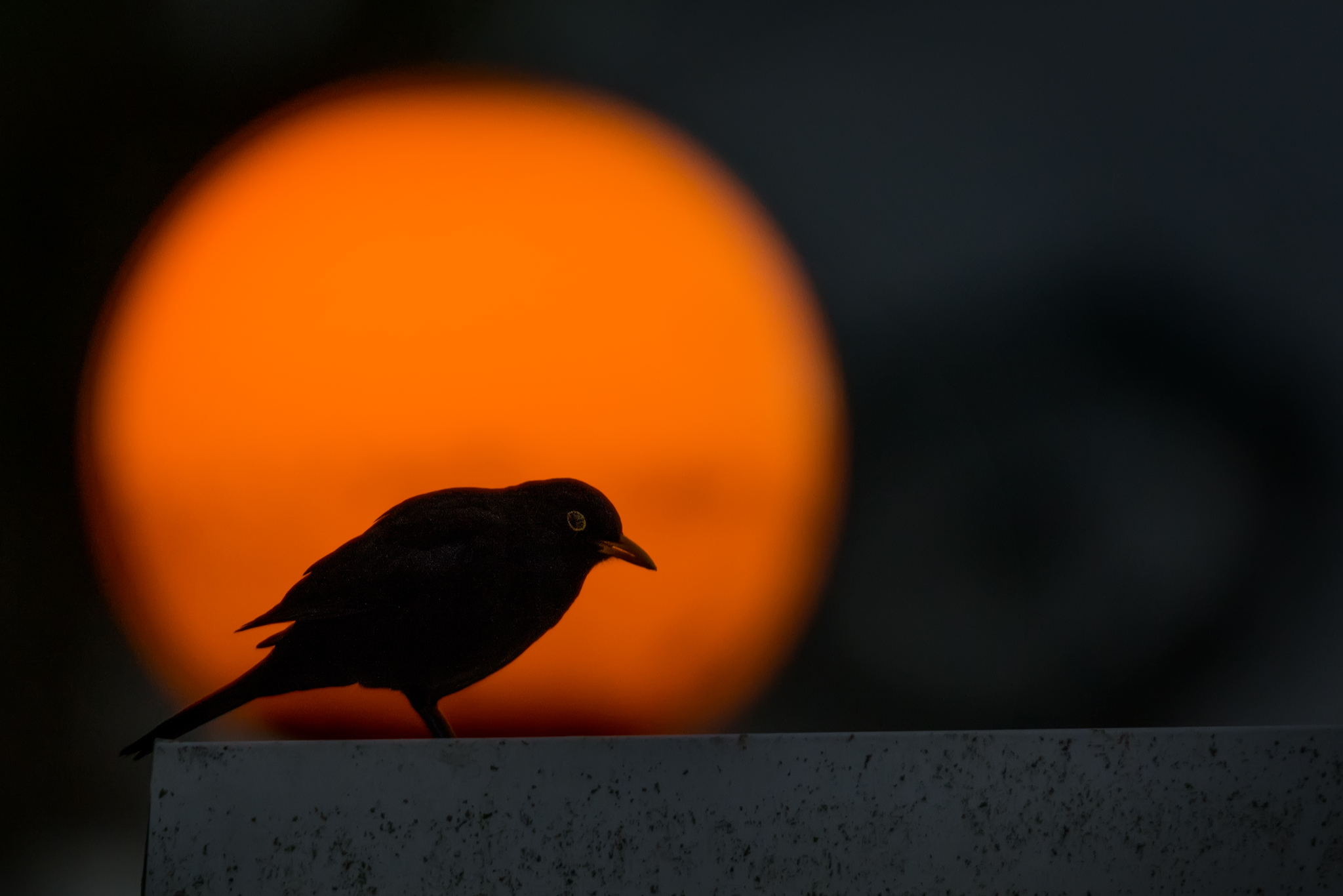 Blackbird @ sunset